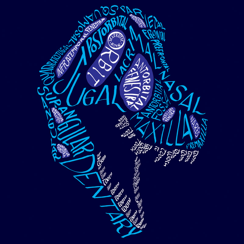 Calligraphy of the anatomical names of bones in the tyrannosaur skull, in color.