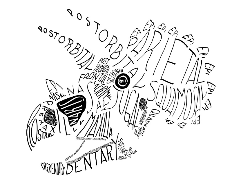 Calligraphy of the anatomical names of bones in the Triceratops skull, in monocolor.