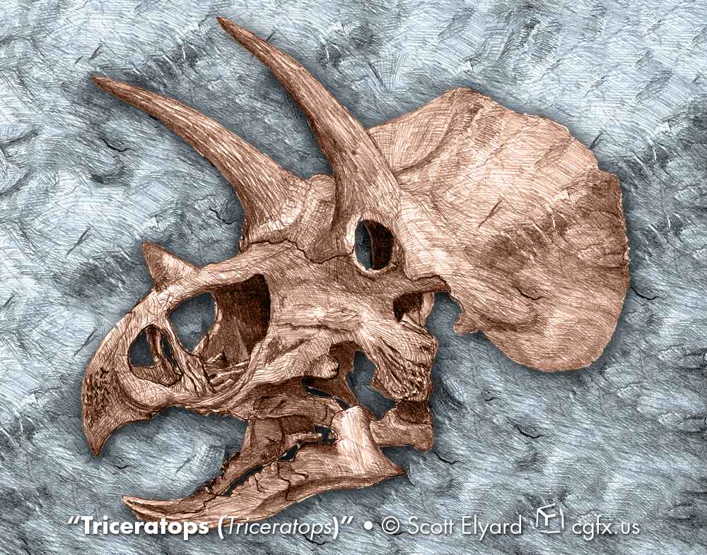 Triceratops skull study
